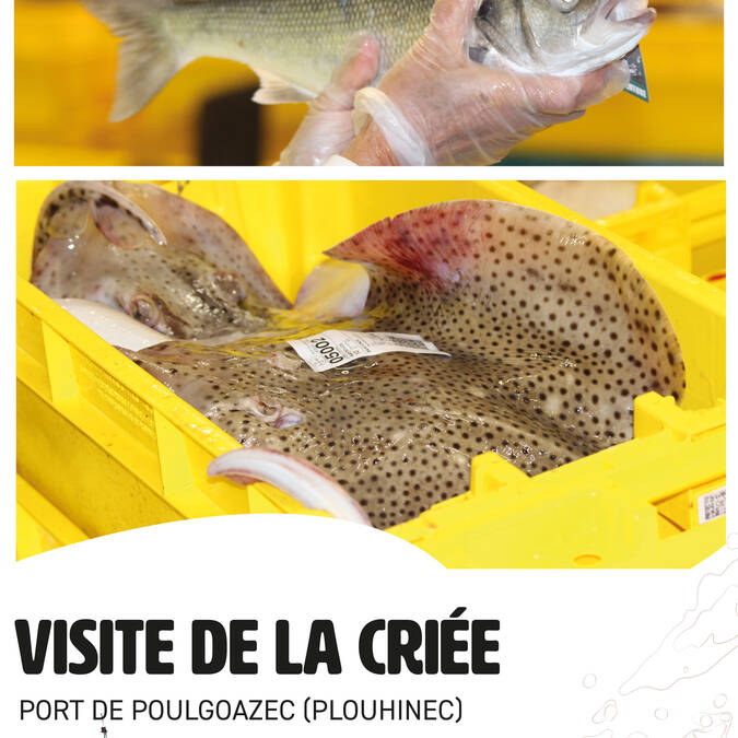 Visite de la criée du port de Poulgoazec (Plouhinec)